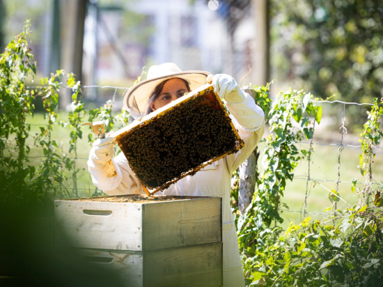 Gergana beim Pflegen ihres Bienenvolks